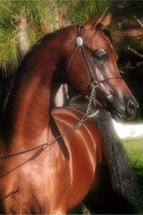 horse versace|versace horse breeder.